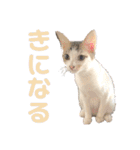 しわおとしあわせ（個別スタンプ：39）