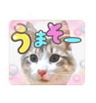 気ままな猫達12（個別スタンプ：5）