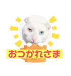 気ままな猫達12（個別スタンプ：20）