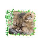 気ままな猫達12（個別スタンプ：23）