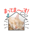 気ままな猫達12（個別スタンプ：24）