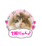 気ままな猫達12（個別スタンプ：27）