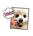 ポメラニアンのコタくん（個別スタンプ：2）
