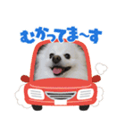 ポメラニアンのコタくん（個別スタンプ：5）