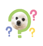 ポメラニアンのコタくん（個別スタンプ：6）