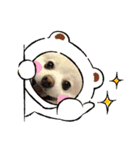 ポメラニアンのコタくん（個別スタンプ：9）