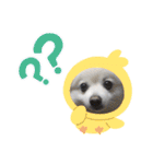 ポメラニアンのコタくん（個別スタンプ：11）