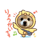 ポメラニアンのコタくん（個別スタンプ：12）