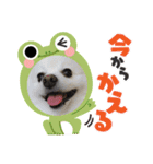 ポメラニアンのコタくん（個別スタンプ：13）