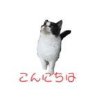 おうち猫はなちゃんのスタンプ3（個別スタンプ：5）