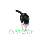 おうち猫はなちゃんのスタンプ3（個別スタンプ：6）