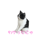 おうち猫はなちゃんのスタンプ3（個別スタンプ：10）