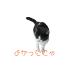 おうち猫はなちゃんのスタンプ3（個別スタンプ：12）