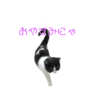 おうち猫はなちゃんのスタンプ3（個別スタンプ：13）