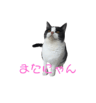 おうち猫はなちゃんのスタンプ3（個別スタンプ：14）