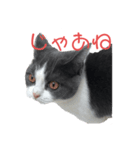 おうち猫はなちゃんのスタンプ3（個別スタンプ：16）