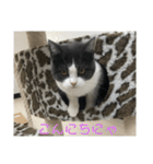おうち猫はなちゃんのスタンプ4（個別スタンプ：2）