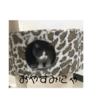おうち猫はなちゃんのスタンプ4（個別スタンプ：3）