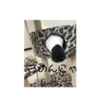 おうち猫はなちゃんのスタンプ4（個別スタンプ：4）