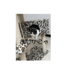 おうち猫はなちゃんのスタンプ4（個別スタンプ：5）