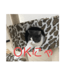 おうち猫はなちゃんのスタンプ4（個別スタンプ：7）