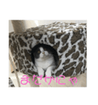 おうち猫はなちゃんのスタンプ4（個別スタンプ：8）