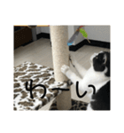 おうち猫はなちゃんのスタンプ4（個別スタンプ：9）