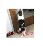 おうち猫はなちゃんのスタンプ4（個別スタンプ：10）