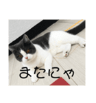 おうち猫はなちゃんのスタンプ4（個別スタンプ：11）