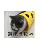 おうち猫はなちゃんのスタンプ4（個別スタンプ：12）