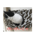 おうち猫はなちゃんのスタンプ4（個別スタンプ：13）