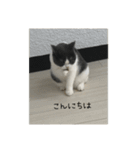 おうち猫はなちゃんのスタンプ4（個別スタンプ：14）