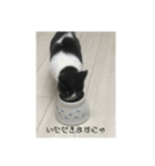 おうち猫はなちゃんのスタンプ4（個別スタンプ：15）