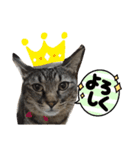 猫。ゆきち日和②（個別スタンプ：1）