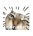 猫。ゆきち日和②（個別スタンプ：3）