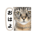 猫。ゆきち日和②（個別スタンプ：5）