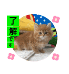 ねこまーち プレミアムプリンセス（個別スタンプ：7）