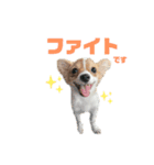 cocoちゃんすたんぷ2（個別スタンプ：1）