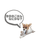 cocoちゃんすたんぷ2（個別スタンプ：4）