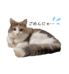 愛猫シエル【あいさつ】（個別スタンプ：1）