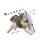 愛猫シエル【あいさつ】（個別スタンプ：3）