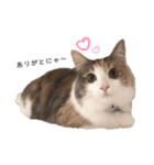 愛猫シエル【あいさつ】（個別スタンプ：5）