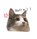 愛猫シエル【あいさつ】（個別スタンプ：6）