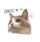 愛猫シエル【あいさつ】（個別スタンプ：7）