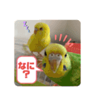 ゆきちゃん宅スタンプ7（個別スタンプ：1）
