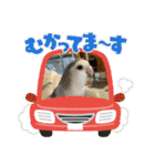 ゆきちゃん宅スタンプ7（個別スタンプ：13）
