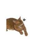 フリー素材 猫（個別スタンプ：3）