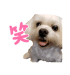 PU-くん（個別スタンプ：37）
