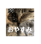 庭からやってきた猫ニワカラ（個別スタンプ：21）