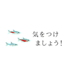 熱帯魚・敬語省スペース（個別スタンプ：19）